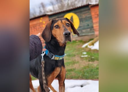 Brisa - serbische Bracke -Herz aus Gold