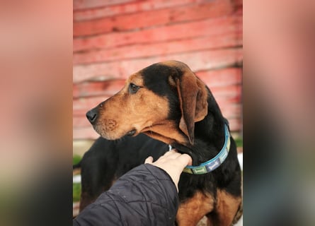 Brisa - serbische Bracke -Herz aus Gold