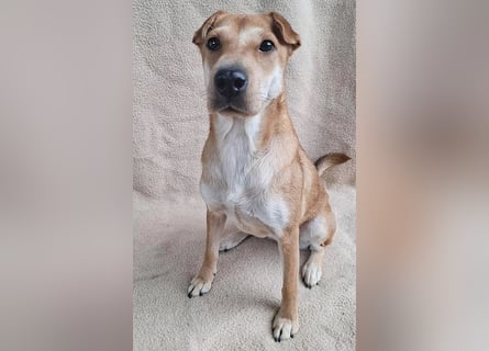 ❤️❤️❤️ kleine Schmuseprinzessin SURI - 3 Jahre, 42cm/9kg - Mix mit Shar Pei