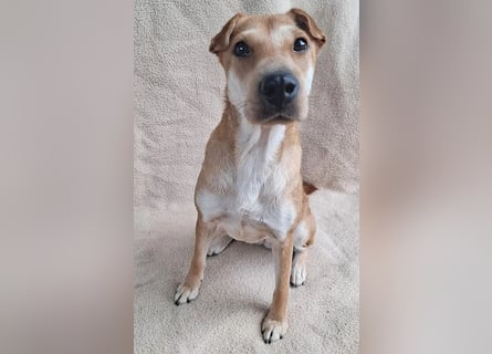 ❤️❤️❤️ kleine Schmuseprinzessin SURI - 3 Jahre, 42cm/9kg - Mix mit Shar Pei