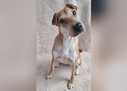 ❤️❤️❤️ kleine Schmuseprinzessin SURI - 3 Jahre, 42cm/9kg - Mix mit Shar Pei