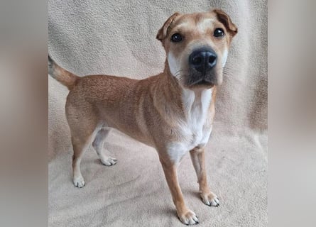 ❤️❤️❤️ kleine Schmuseprinzessin SURI - 3 Jahre, 42cm/9kg - Mix mit Shar Pei
