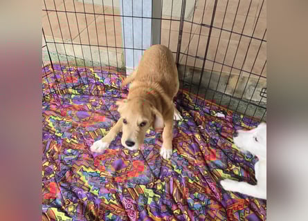 Giovanni: verspielter Lausbub