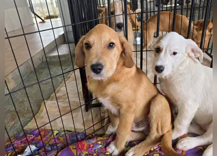 Giovanni: verspielter Lausbub