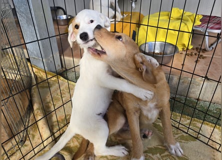 Giovanni: verspielter Lausbub