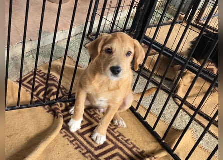 Giovanni: verspielter Lausbub