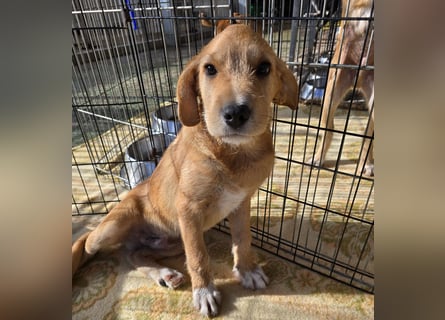 Giovanni: verspielter Lausbub