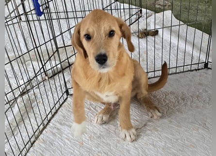 Giovanni: verspielter Lausbub