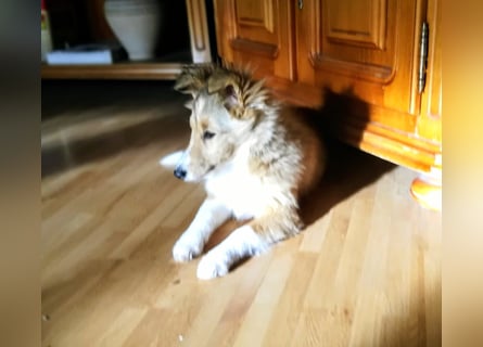 Sheltie Welpen