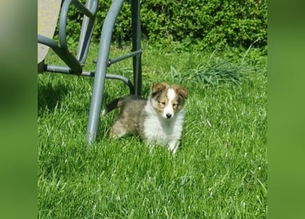 Sheltiewelpen