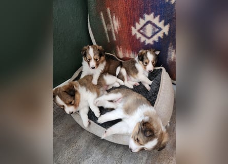 Sheltiewelpen