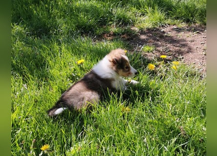 Sheltiewelpen