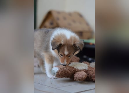 Sheltie Welpen