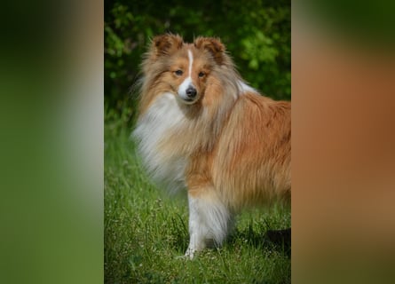 Sheltiewelpen