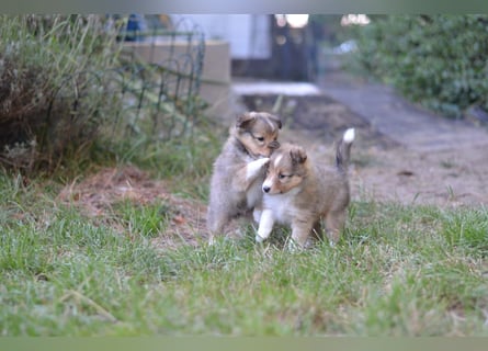 Sheltie Welpen