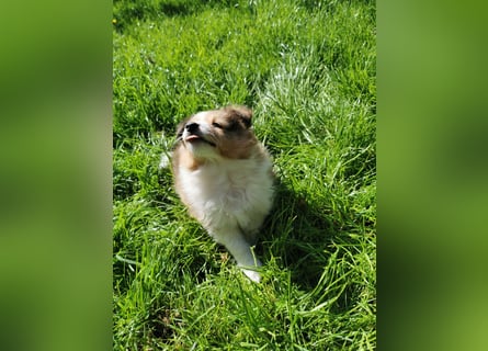 Sheltiewelpen
