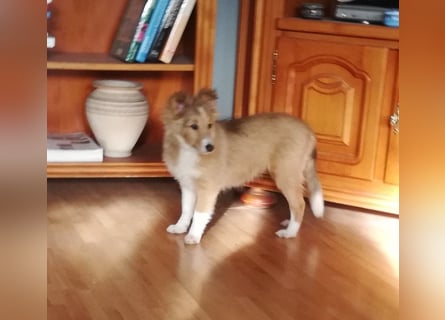Sheltie Welpen