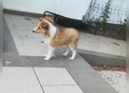 Sheltiewelpen