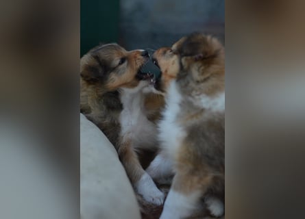 Sheltie Welpen