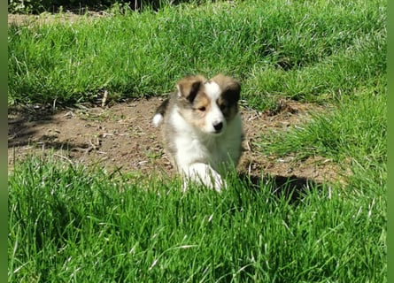 Sheltiewelpen
