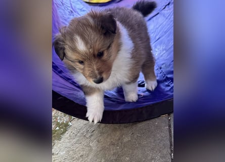 Sheltie Welpen suchen ihre Lieblingsmenschen