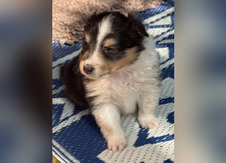 Sheltie Welpen suchen ihre Lieblingsmenschen