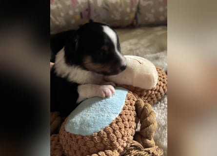 Sheltie Welpe sucht seine(n) Lieblingsmenschen