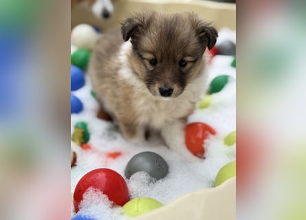 Sheltie Welpe aus VdH/ FCI Zucht