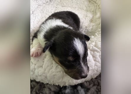 Sheltie Welpe sucht seine(n) Lieblingsmenschen