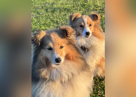 Sheltie Welpe sucht seine(n) Lieblingsmenschen