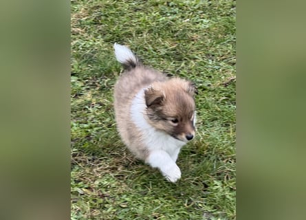 Sheltie Welpe aus VdH/ FCI Zucht