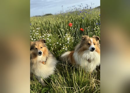 Sheltie Welpe sucht seine(n) Lieblingsmenschen