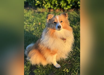 Sheltie Welpe aus VdH/ FCI Zucht
