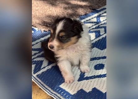 Sheltie Welpen suchen ihre Lieblingsmenschen