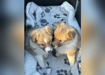 Sheltie Welpe aus VdH/ FCI Zucht