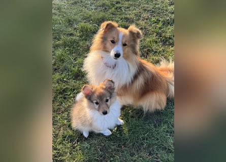 Sheltie Welpe aus VdH/ FCI Zucht