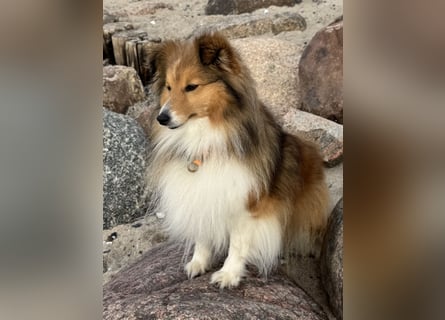Sheltie Welpe sucht seine(n) Lieblingsmenschen