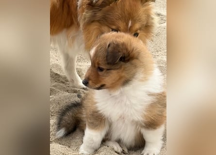 Sheltie Welpen suchen ihre Lieblingsmenschen