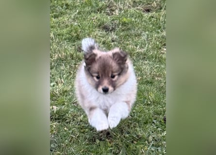 Sheltie Welpe aus VdH/ FCI Zucht