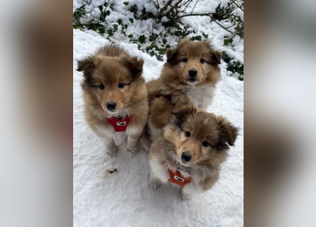 Sheltie Welpe aus VdH/ FCI Zucht