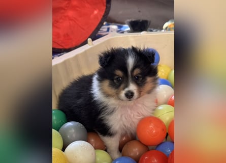 Sheltie Welpen suchen ihre Lieblingsmenschen
