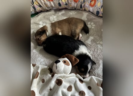 Sheltie Welpe sucht seine(n) Lieblingsmenschen