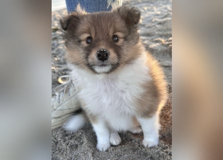 Sheltie Welpe aus VdH/ FCI Zucht