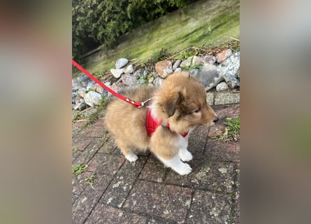 Sheltie Welpen suchen ihre Lieblingsmenschen