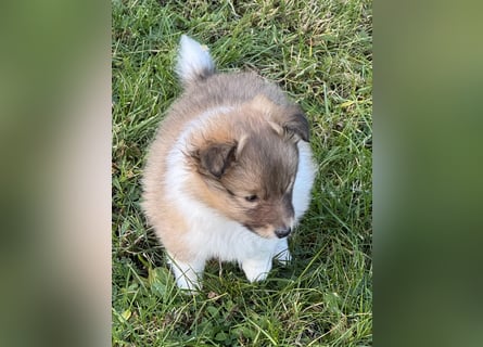 Sheltie Welpe aus VdH/ FCI Zucht
