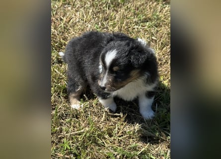 Sheltie Welpen suchen ihre Lieblingsmenschen