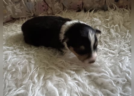 Sheltie Welpe sucht seine(n) Lieblingsmenschen