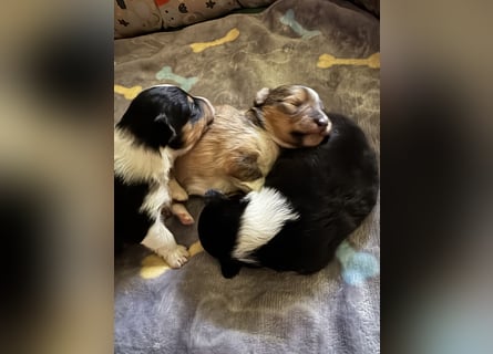 Sheltie Welpe sucht seine(n) Lieblingsmenschen