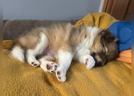 Sheltie Welpe aus VdH/ FCI Zucht