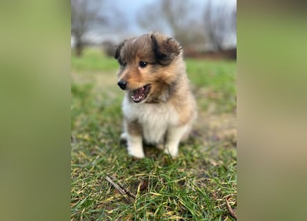 Sheltie Welpen suchen ihre Lieblingsmenschen